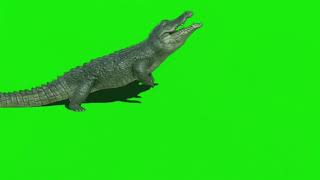 Download lagu Crocodile 🐊 Green Screen Animated video for editing || Crocodile video with sound Green/Blue screen mp3