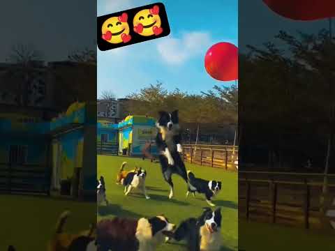 cute dog#short#video🥰🥰🥰
