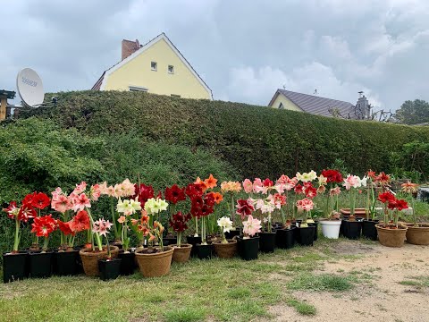 Amaryllis in bloom, 2nd Hippeastrum tour 2020