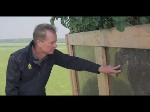 Trockenstresstoleranz bei Winterraps