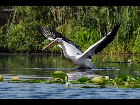 Delta Dunarii, Romania