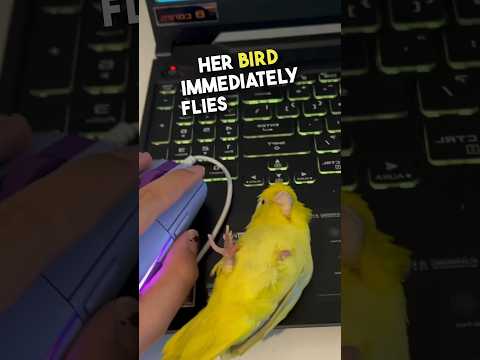 This bird just wants to be a mouse 😂😂 #shorts