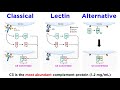 The Complement System: Classical, Lectin, and Alternative Pathways
