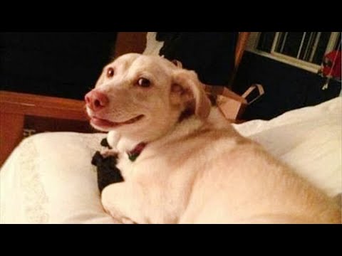Les chiens se croient plus intelligents que vous
