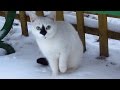 Funny Cats Five Cute Cats Cats Meowing On Snow
