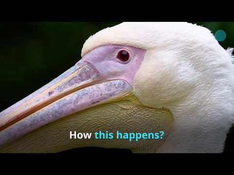 Expenses. Where is my money? Video