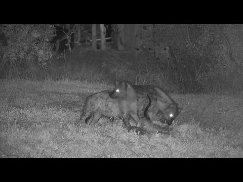 Djuma: Hyenas caught an Impala ram(kill not seen on cam) and feeding on it - 00:15 - 06/17/21
