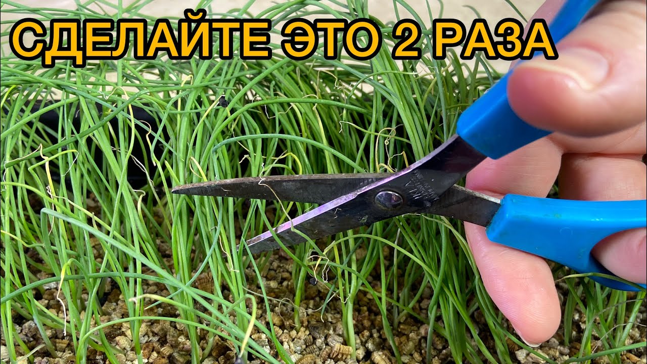 Это необходимо сделать 2 раза с рассадой лука! Сеем лук порей