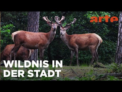 Der Süden | Abenteuer Schweden | ARTE Fernweh