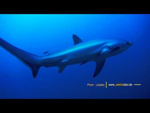 Fuchshai bei Monad Shoal, Malapascua, Malapascua,Philippinen