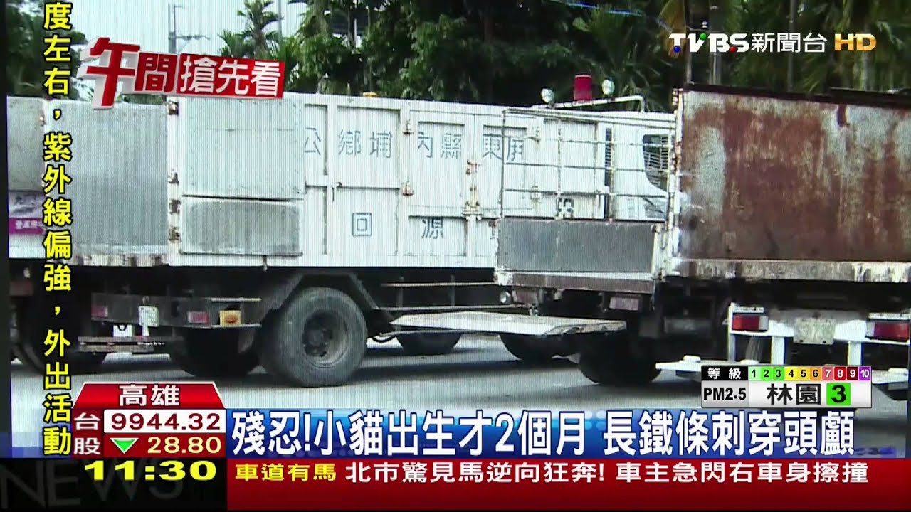 殘忍!小貓出生才2個月 長鐵條刺穿頭顱