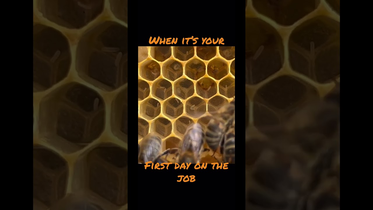 Watch video Queen laying Multiple Eggs on Her First Day! #bees #queenbee Now Queen laying Multiple Eggs on Her First Day! #bees #queenbee