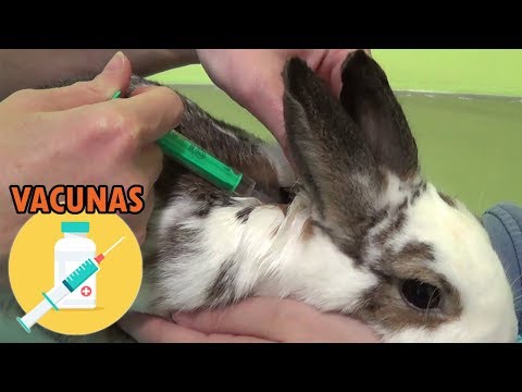 , title : 'Vacunas para conejos'