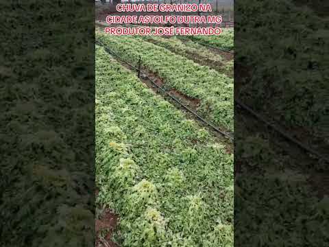 CHUVA DE GRANIZO NA CIDADE ASTOLFO DUTRA MG PRODUTOR JOSÉ FERNANDO #ceasa #supermercado #mercadoagri