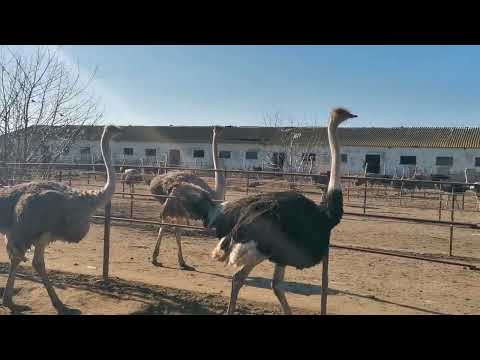 Ferma de struți de la Teremia Mare.