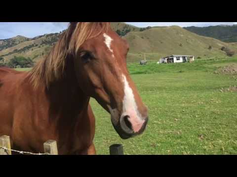 ANAURA BAY, Eastland, New Zealand