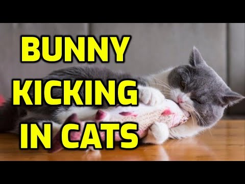 Why Do Cats Kick Their Back Feet When Playing?