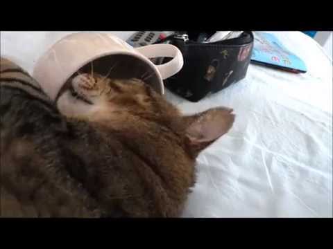 My cat under caffeine     (Mon chat sous caféine !)
