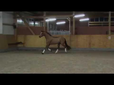 Fotilas Dezember 2014 mit Freilaufen