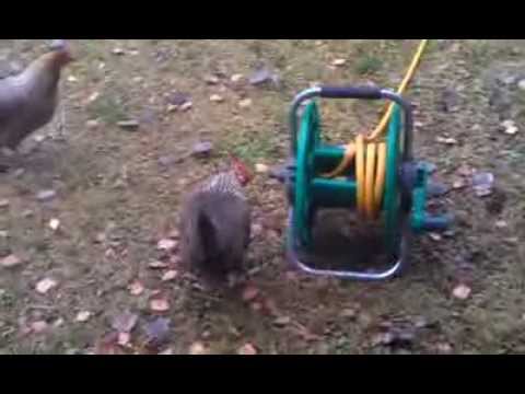 Höna dricker vatten