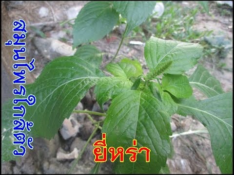 น้ำ Cheremichny จากโรคสะเก็ดเงิน โรคสะเก็ดเงินไม่ว่าจะเป็นไปได้ที่จะทำงานร่วมกับอาหาร
