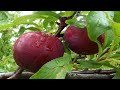 Good INILAH Rahasia Cara Menanam Buah Plum Dalam Pot Tabulampot Di Indonesia Bagi Pemula, paling dicari!