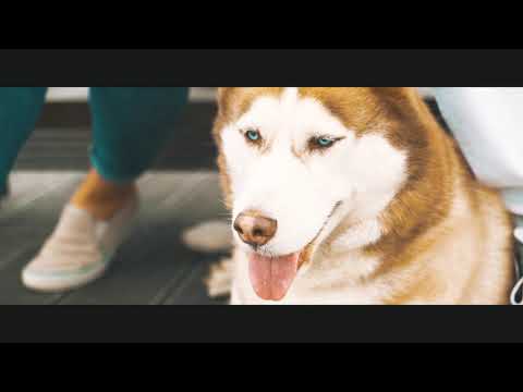 Captain Bang - Like A Champion ( Official Video )