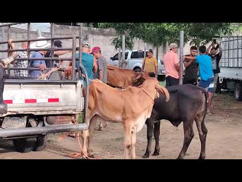 Tiangue de Santa Elena Usulutan El Salvador 