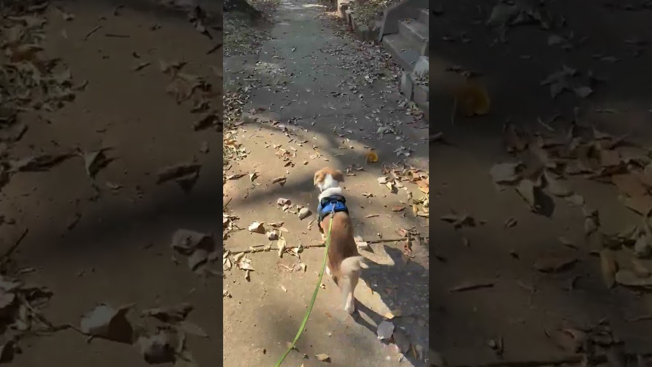 Enlarge Gaston Gus, a Adopted Chihuahua in Alpharetta, GA video 4/4