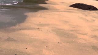 preview picture of video 'Crabs on Chera Rocks beach in Kerala'
