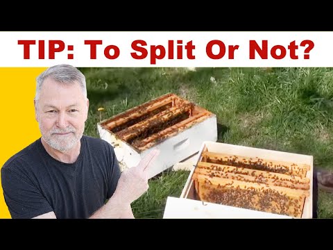 Beekeeping Secrets: How to Prevent Splits and Get More Honey