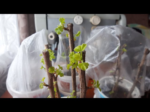 Youtube Video Youtube Video