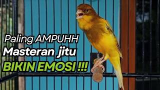 Download lagu KENARI GACOR Cuit CUIT BIRAHI UNTUK PANCINGAN & MASTERAN Kenari PAUD AGAR BUNYI mp3