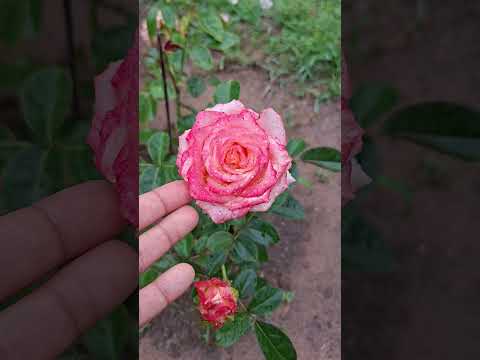 Aqui no Sul do Piauí, meu jardim de rosas está me alegrando muito.🥰❤️#rosas #piauí #rose #jardim