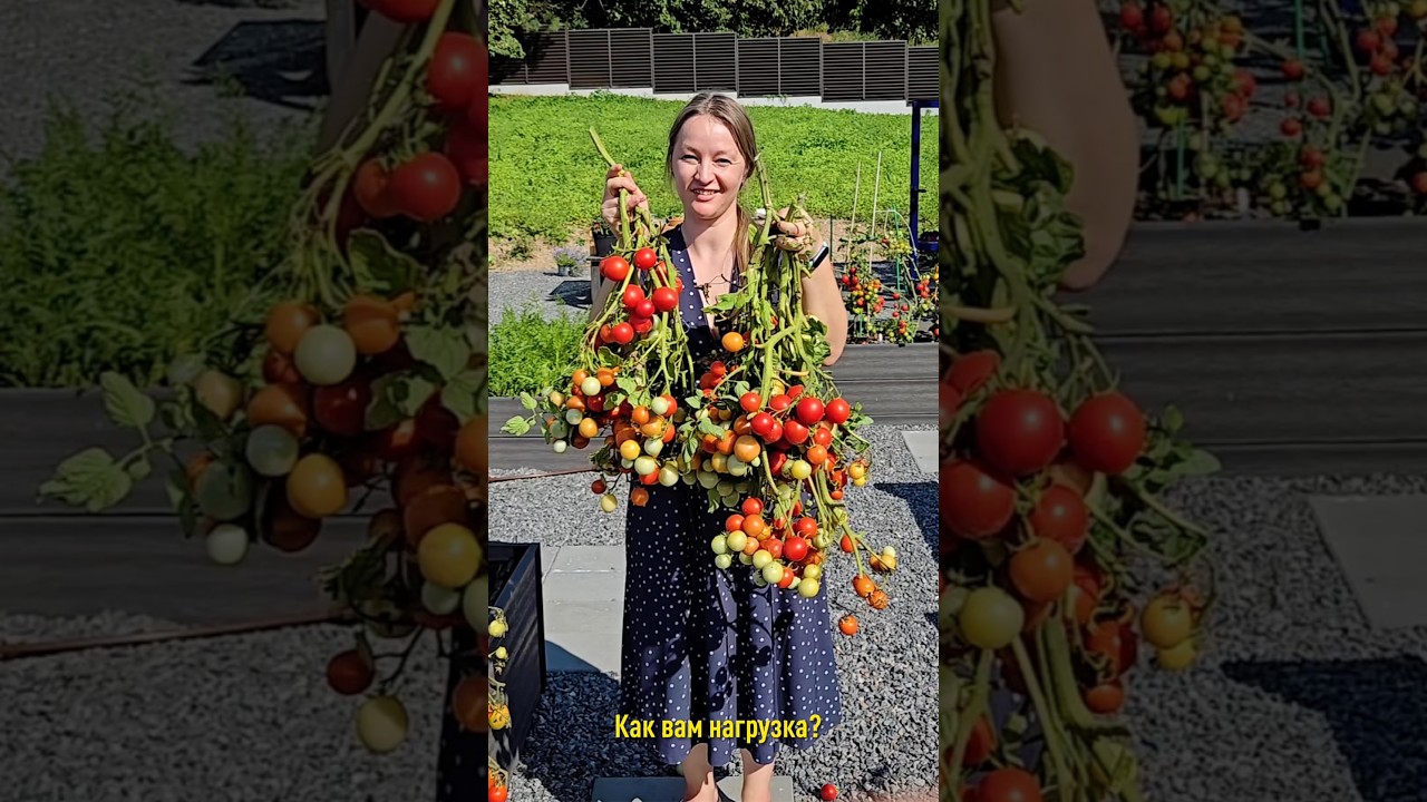 Этот томат впечатлит урожаем даже в открытом грунте! А вкус порадует даже гурманов