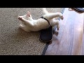 Cute Kitten stuck in a sandal 