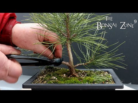 Pruning Up Some Small Trees, The Bonsai Zone, Feb 2022