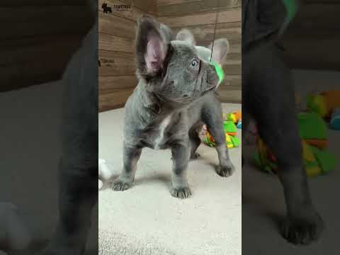Video 2