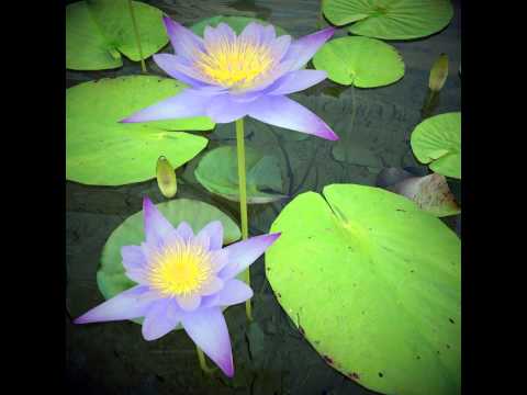Nymphaea caerulea, Nile water lily 3D model from CGTrader.com