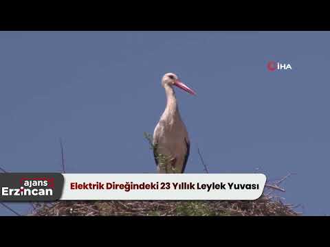 Elektrik Direğindeki 23 Yıllık Leylek Yuvası