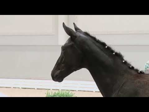 Oldenburger Prämienfohlen "Dark Delron H"