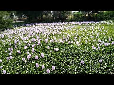 Beautiful flower in river