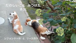 【犬との暮らしのvlog】雨の日の過ごし方／黒ごまのシフォンケーキ／アナベルのリース／ビーグル／たのしいこと みつけた