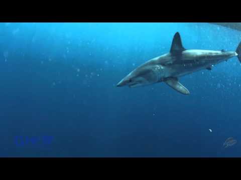 GHRI: The incredibly fast Shortfin Mako