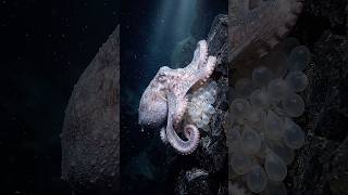 🐙 This Mother Guards Her Eggs for 4.5 Years Without Eating — Then She Dies 😢