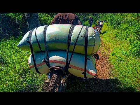 Adu gengsi ts jumbo 125‼️‼️