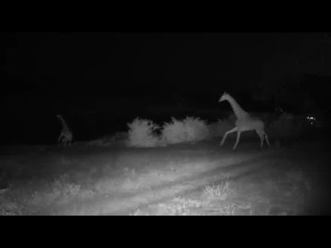 Djuma: Two Giraffes run in, cross water-later we see why-a Lion appears - 21:27 - 04/11/20