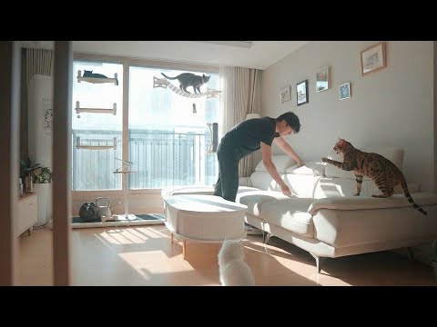 How I Keep a Small Apartment Clean With 4 Cats