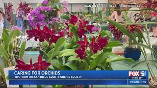 San Diego County Orchid Society Show & Sale