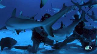 Reef Shark Tonic Immobility | Zombie Sharks